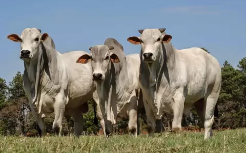 Ganaderos buscan apoyo para trazabilidad bovina