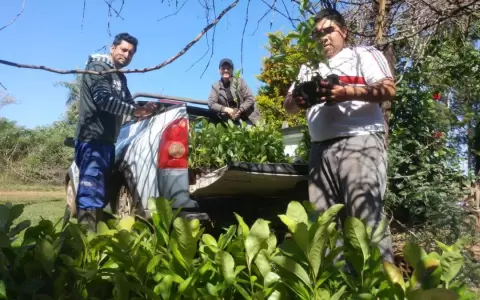 Mesa de la Yerba Mate, sin yerbateros