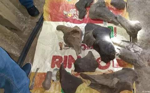 Buscaban oro y encontraron f�siles de 10 mil a�os