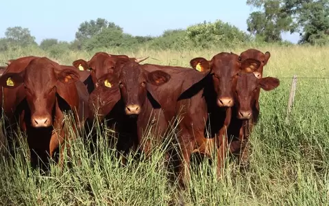 Frigor�ficos versus Productores: Una disputa que nos afecta a todos