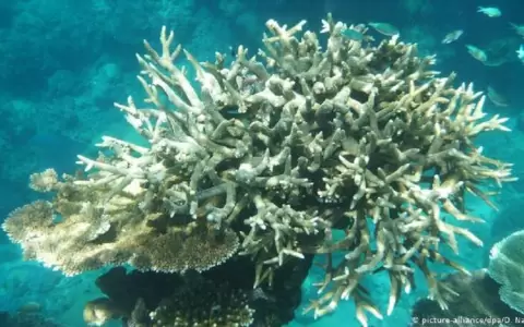 La Gran Barrera de Coral est� afectada por el cambio clim�tico