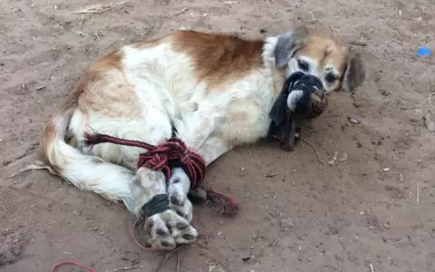 Caso de maltrato animal genera indignaci�n en redes