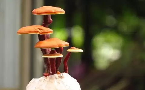 Una gu�a que devela el misterioso sabor de los hongos