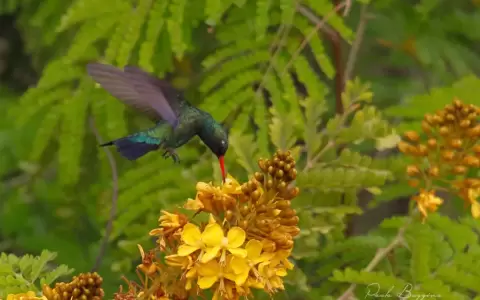Este s�bado se realiza evento mundial de observaci�n de aves