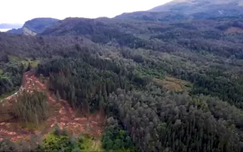 Deforestar es la soluci�n