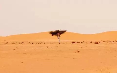 Encontraron cientos de millones de �rboles en el desierto del Sahara