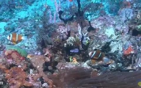 Un gigante arrecife de coral, el primer hallazgo en 120 a�os