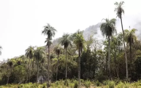 Trabajan en sofocar incendios en el Cerro Aquino de Caacup�