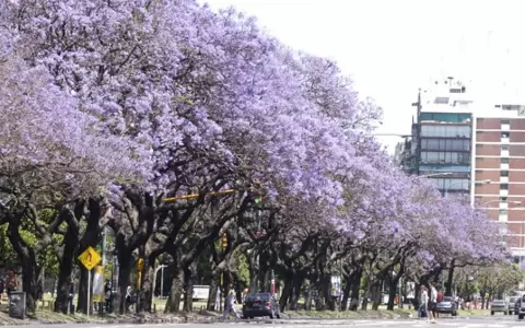 Deber�n plantar 100.000 �rboles por a�o en Buenos Aires