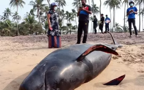 Sri Lanka salv� a 120 ballenas varadas