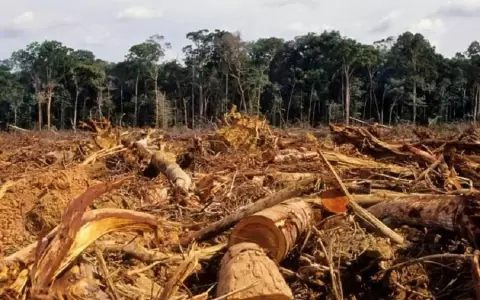 La pandemia y sus efectos sobre los recursos naturales