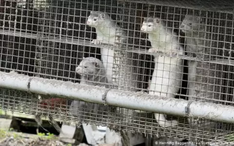 Francia detecta por primera vez coronavirus en criadero de visones