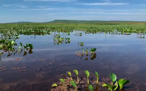 Realizaron monitoreo de fauna y flora de la cuenca del Lago Ypacara�