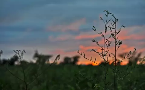 Diputados debaten sobre los efectos de la reforestaci�n