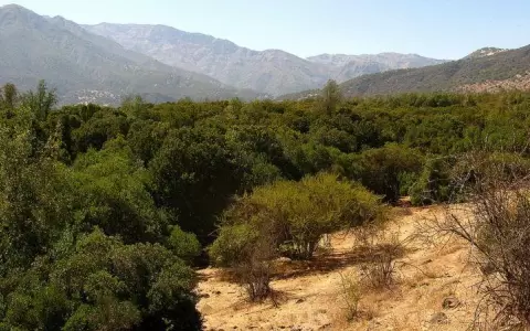 Vacuna contra el Covid-19: �rbol mapuche que puede ser clave para combatir la pandemia