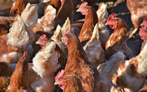 Holanda: nuevo brote de gripe aviar obliga sacrificio de 48.000 pollos