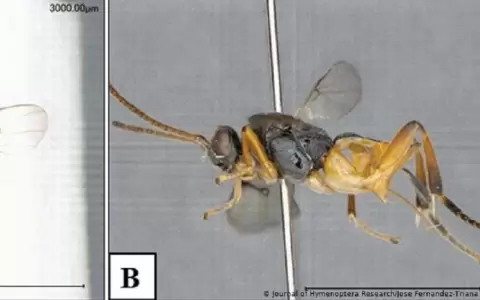 Descubrieron una nueva especie de avispa en Jap�n