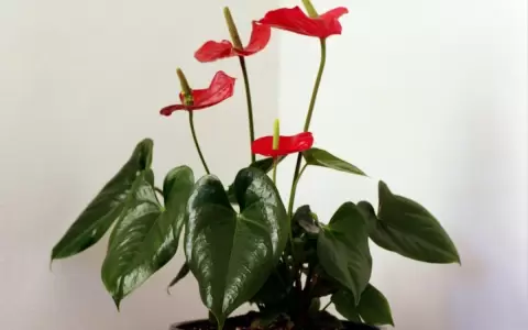 Deco interior con plantas f�ciles de cuidar