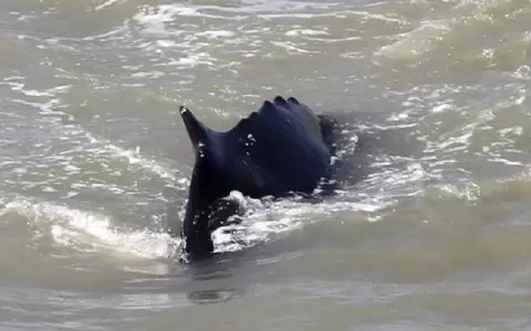 Otra masiva muerte de ballenas en Nueva Zelanda