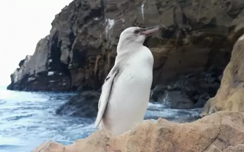 Avistan un ping�ino blanco en las Islas Gal�pagos