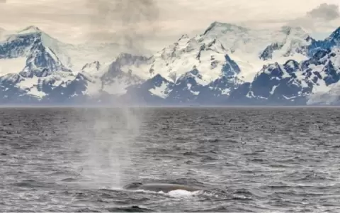 Las ballenas azules vuelven a las islas del Atl�ntico Sur