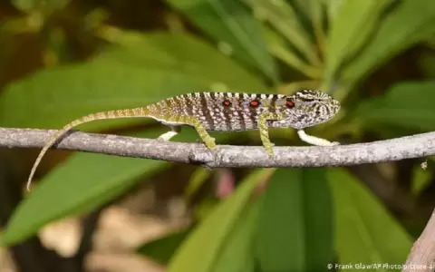 Hallan una especie de camale�n desaparecida hace 100 a�os