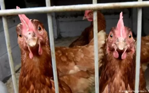 Jap�n y Europa sacrificar�n pollos por un nuevo brote de gripe aviar