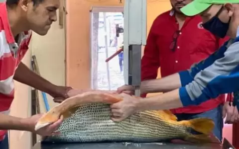Fiscal�a investigar� al jefe de Ambiente de Yacyret� por pesca indiscriminada de dorados