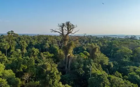 Exfiscal ambiental sobre reserva de Marina Cu�: �El presidente tiene que vetar ley�