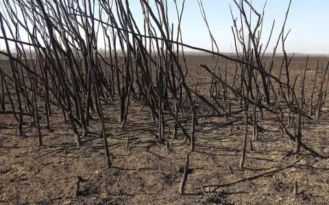 Argentina declara emergencia ambiental en la zona del Delta del R�o Paran�