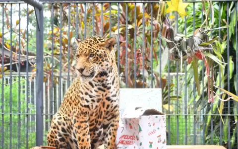 Animales del Centro Ambiental de ITAIP� tuvieron su fest�n navide�o