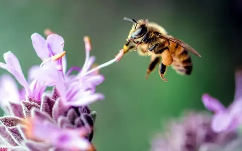 La biodiversidad de los fragmentos de h�bitats naturales puede enga�arnos