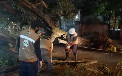 Decenas de �rboles ca�dos en Asunci�n tras tormentas