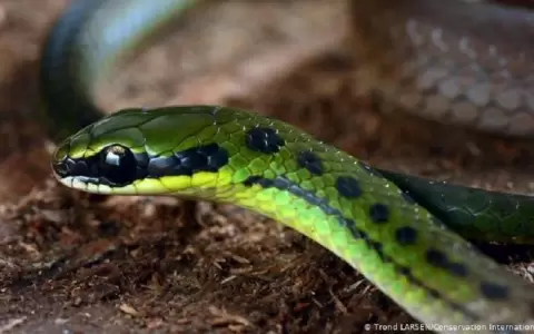 Hallaron 20 especies de flora y fauna en Bolivia