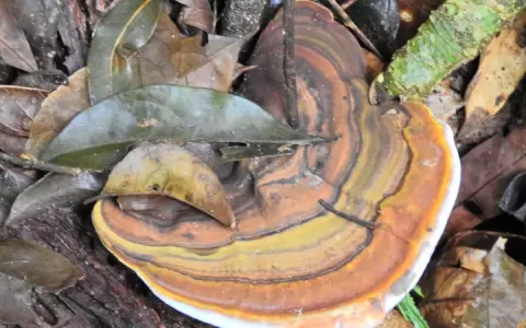 Parece que si no la usamos la perdemos: uso sustentable de la biodiversidad