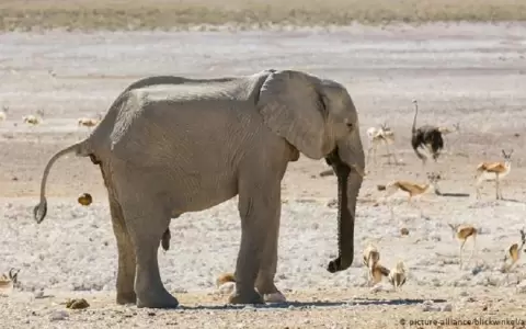 Namibia pone a la venta 170 elefantes