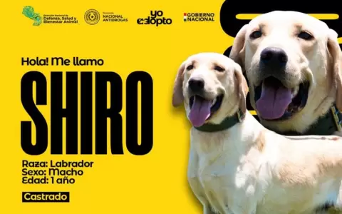 Buscan hogar para perros que sirvieron en la SENAD