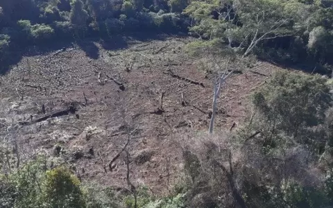 Marina Cu�: Ocupaci�n va contra la ley de Deforestaci�n Cero, dice Infona