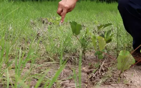 Brotan los primeros �rboles nativos plantados en el Parque Guasu Metropolitano