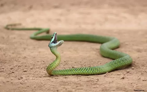 Paraguay tiene casi 130 especies de serpientes y solo 10% son venenosas