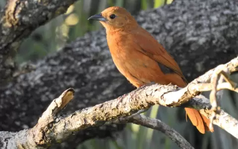 Las aves del Paraguay: notable reconocimiento al acervo natural