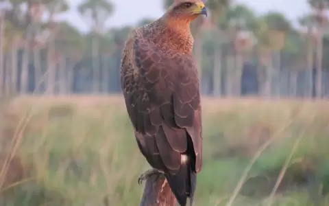 Las aves rapaces del Paraguay