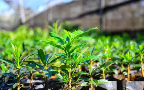 Vivero produjo m�s de 1.300.000 plantines forestales y frutales