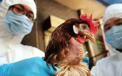 Brote de gripe aviar en Francia e India