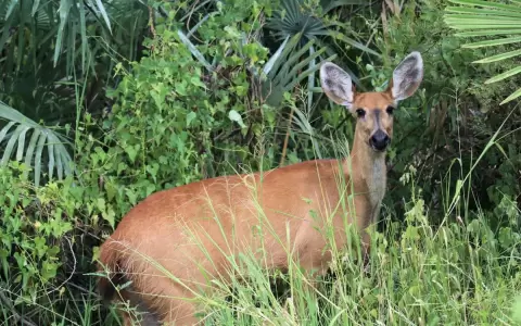 �Cu�les son los riesgos de que una especie desaparezca?