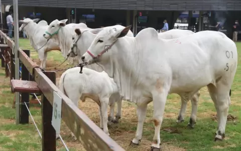 Frigor�ficos brasile�os buscan faenar animales paraguayos