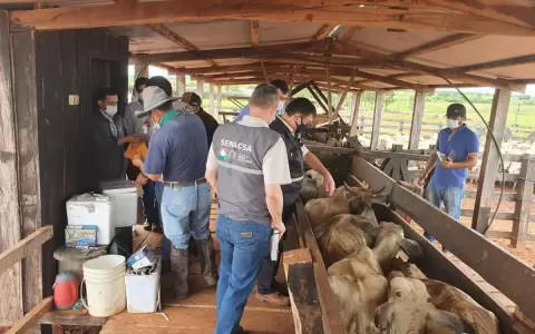 Senacsa ya vacun� a m�s de 2 millones de bovinos