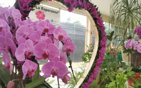 Expo orqu�deas, interesante opci�n para los enamorados