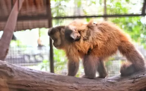 Nacimiento de varias especies alegra Centro Ambiental