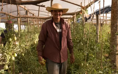 Gambeta de negocios de peque�os productores frente a intermediarios